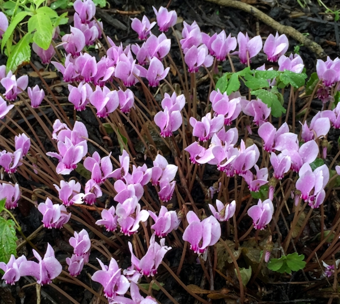 Cyclamen hederifolium